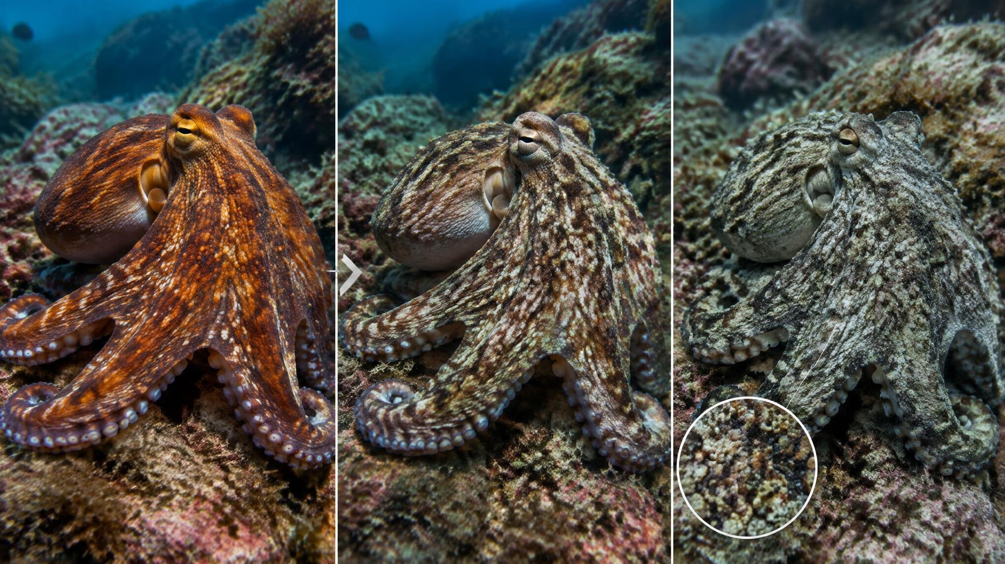 octopus changing color underwater